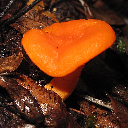 Cantharellus concinnus, fungi, Tasmania