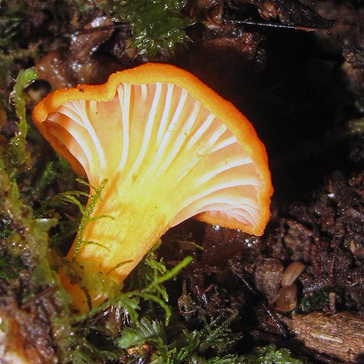Cantharellus concinnus, fungi, Tasmania