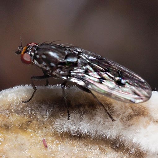 Diplogeomyza-hardyi-tasmanica Diplogeomyza hardyi tasmanica, Heteromyzidae, Tasmania