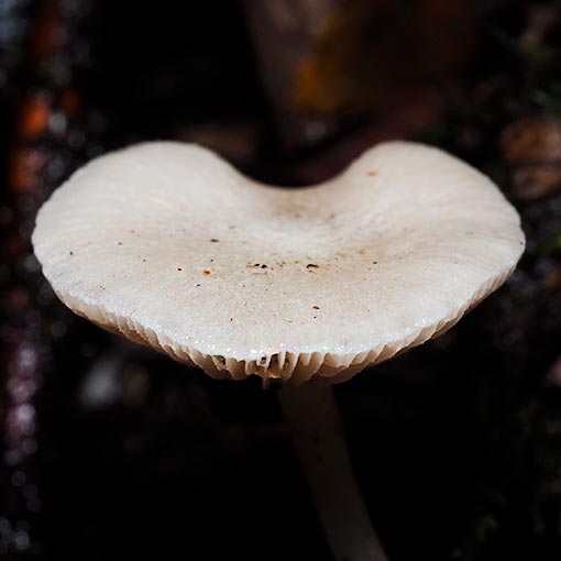 Entoloma albidosimulans, fungi, Tasmania