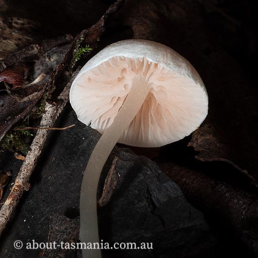 Entoloma albidosimulans, fungi, Tasmania
