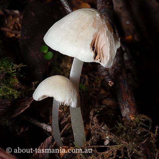 Entoloma albidosimulans, fungi, Tasmania