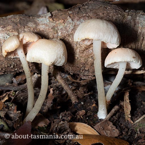 Entoloma albidosimulans, fungi, Tasmania