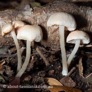 Entoloma albidosimulans