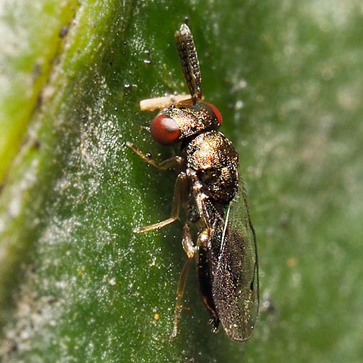 Pteromalidae, wasp, Tasmania