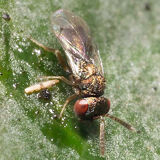 Pteromalidae, wasp, Tasmania