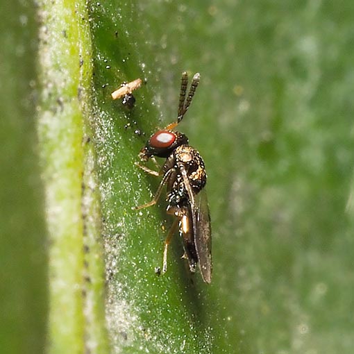 Pteromalidae, wasp, Tasmania