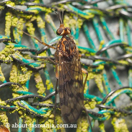 Sylvicola dubius, Wood Gnat, Anisopodidae, Tasmania