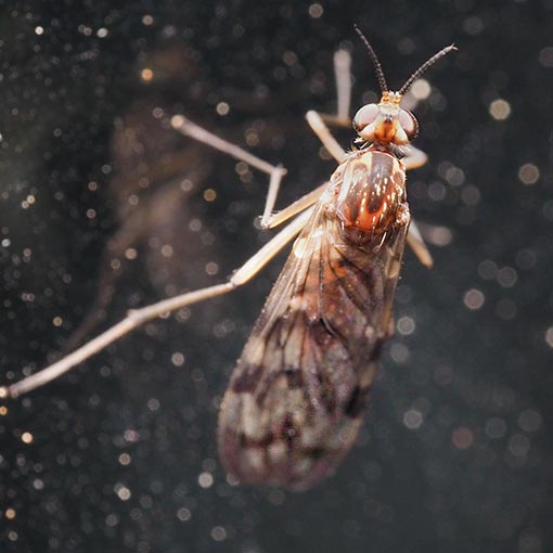 Sylvicola dubius, Wood Gnat, Anisopodidae, Tasmania