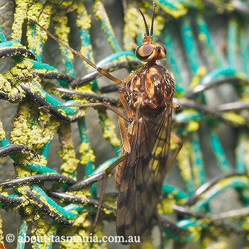Sylvicola dubius, Wood Gnat, Anisopodidae, Tasmania