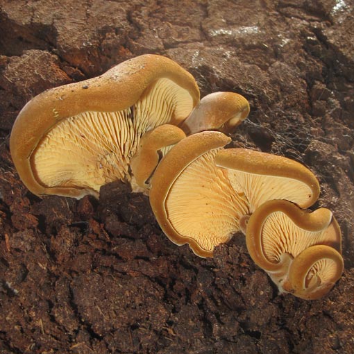 Tapinella panuoides
