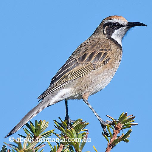 Tawny-crowned honeyeater | About Tasmania