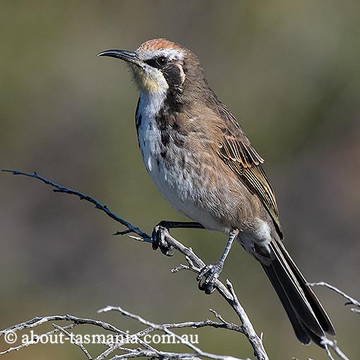 Tawny-crowned Honeyeater, Glyciphila melanops, Tasmania