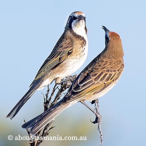 Tawny-crowned Honeyeater, Glyciphila melanops, Tasmania