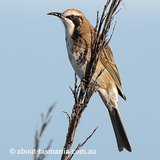 Tawny-crowned Honeyeater, Glyciphila melanops, Tasmania