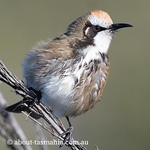 Tawny-crowned Honeyeater, Glyciphila melanops, Tasmania