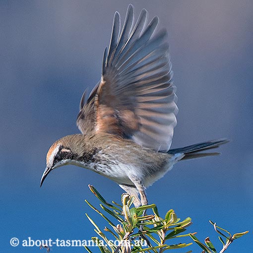 Tawny-crowned Honeyeater, Glyciphila melanops, Tasmania