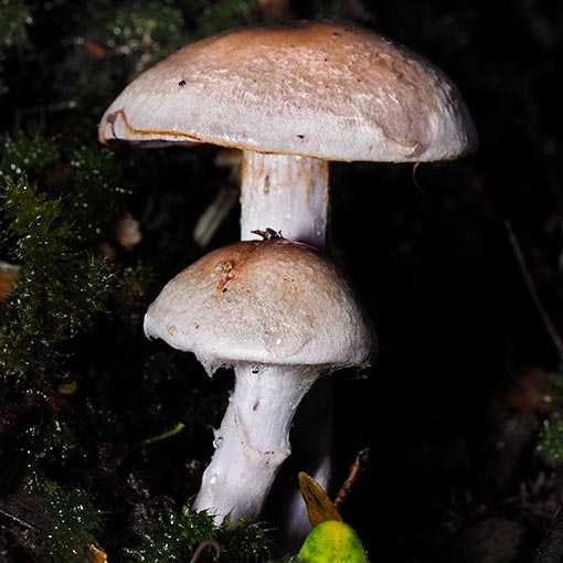 Cortinarius tasmacamphoratus, fungi, Tasmania
