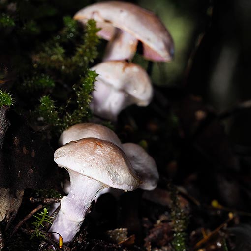 Cortinarius tasmacamphoratus, fungi, Tasmania
