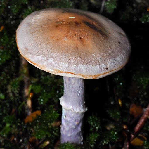 Cortinarius tasmacamphoratus, fungi, Tasmania