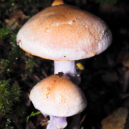 Cortinarius tasmacamphoratus, fungi, Tasmania
