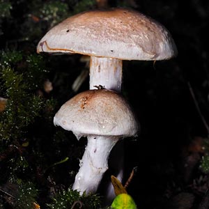 Cortinarius tasmacamphoratus