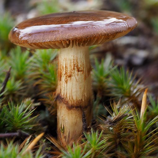 Cortinarius sp., fungi, Tasmania