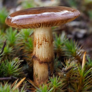 Cortinarius sp.