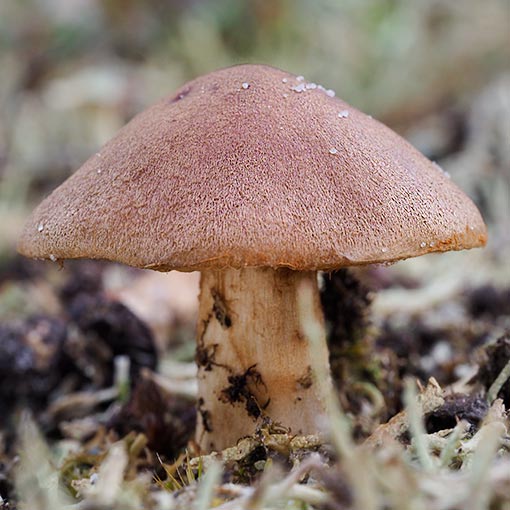 Cortinarius sp., fungi, Tasmania