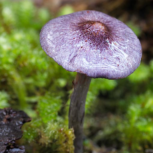 Cortinarius sp., fungi, Tasmania