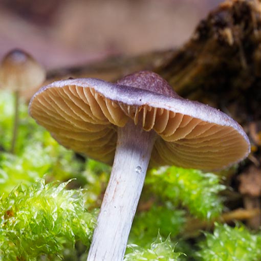 Cortinarius sp., fungi, Tasmania