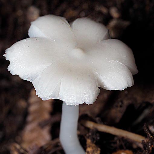 Humidicutis mavis, Hygrocybe mavis, Tasmania, fungi