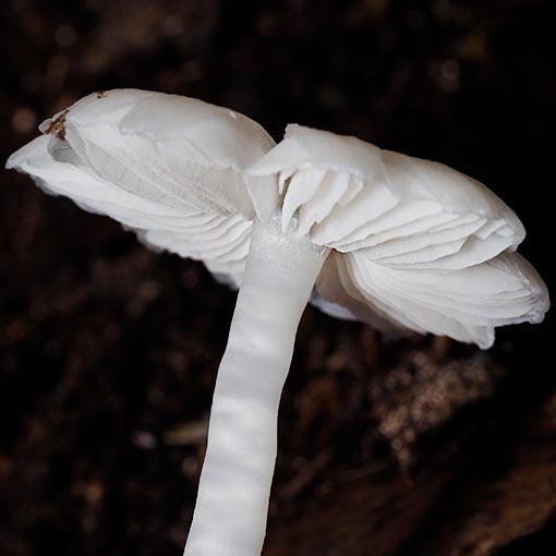 Humidicutis mavis, Hygrocybe mavis, Tasmania, fungi