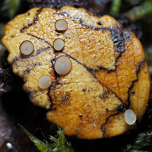 Hymenoscyphus berggrenii, fungi, Tasmania