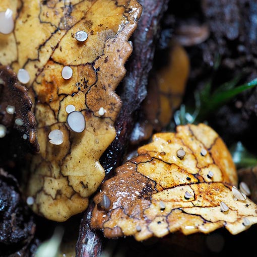 Hymenoscyphus berggrenii, fungi, Tasmania