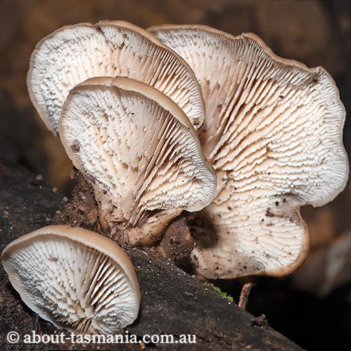 Lentinellus pulvinulus, Tasmania, fungi