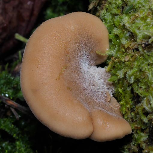 Lentinellus pulvinulus, Tasmania, fungi