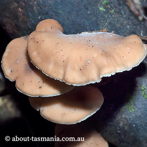 Lentinellus pulvinulus, Tasmania, fungi