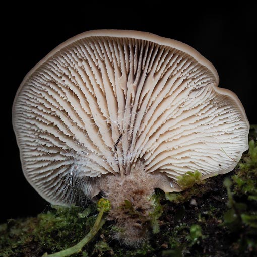 Lentinellus pulvinulus, Tasmania, fungi