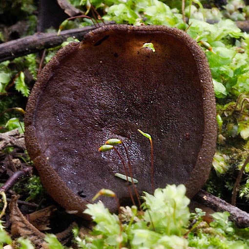 Phylloscypha thozetii, Peziza thozetii, Ascomycetes, fungi, Tasmania