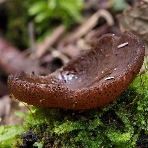 Phylloscypha thozetii, Peziza thozetii, Ascomycetes, fungi, Tasmania