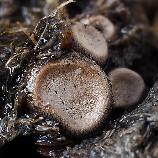 Poronia erici, fungi, Tasmania