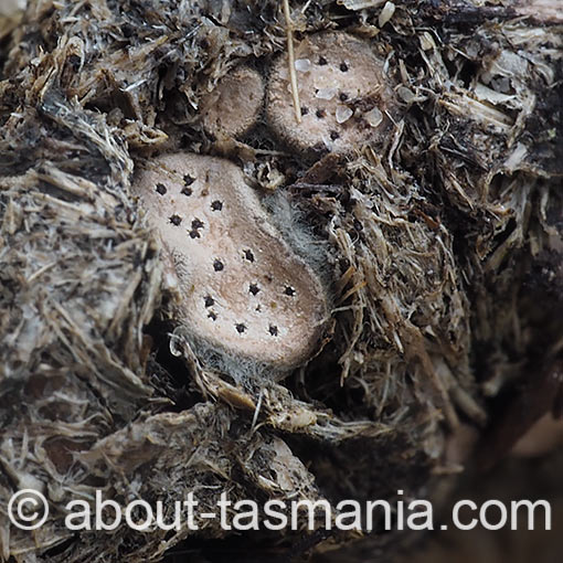 Poronia erici, fungi, Tasmania
