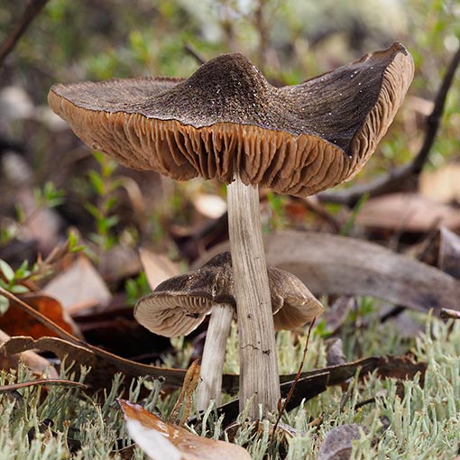 Entoloma sp., fungi, Tasmania