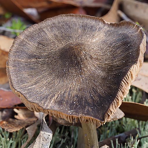 Entoloma sp., fungi, Tasmania