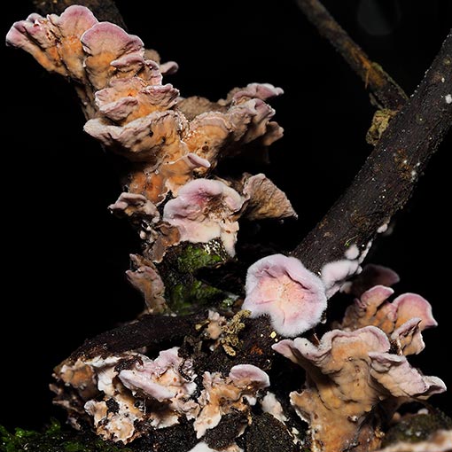 Chondrostereum purpureum, fungi, Tasmania