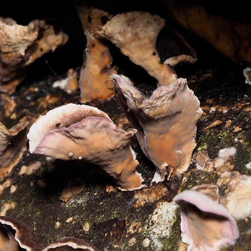 Chondrostereum purpureum, fungi, Tasmania