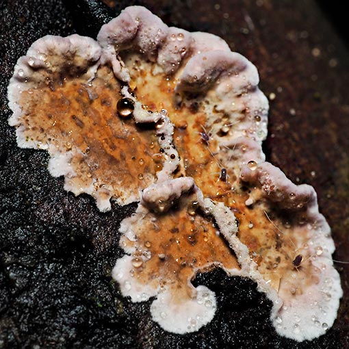 Chondrostereum purpureum, fungi, Tasmania
