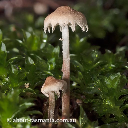 Cystolepiota sp., Tasmania, fungi