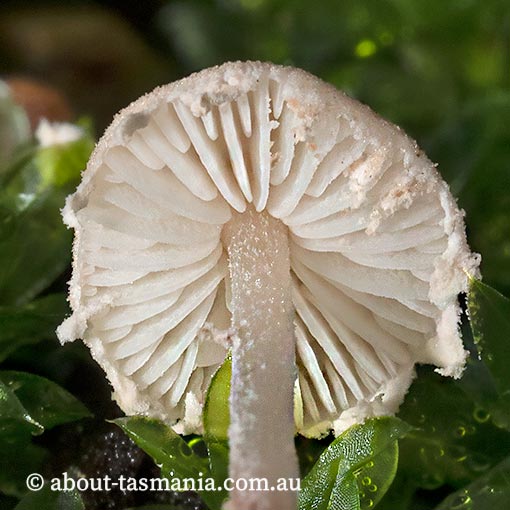 Cystolepiota sp., Tasmania, fungi